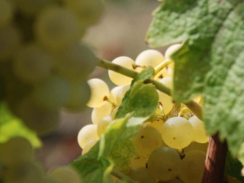 Volterra: Winery Guided Tour and Experience with Tasting - What’s Included and What’s Not