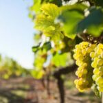 Vouvray wine half-day tour from Tours - Who Is This Tour Best For?