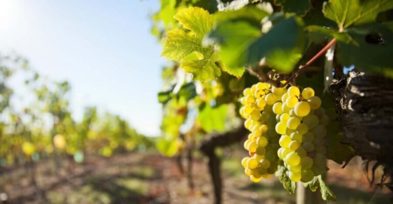 Vouvray wine half-day tour from Tours - Who Is This Tour Best For?