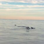 Vrsar: Dolphin Watching Boat Ride - Dolphin Sightings: The Heart of the Experience