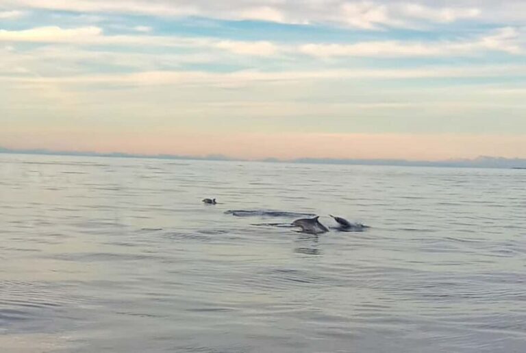 Vrsar: Dolphin Watching Boat Ride - Dolphin Sightings: The Heart of the Experience