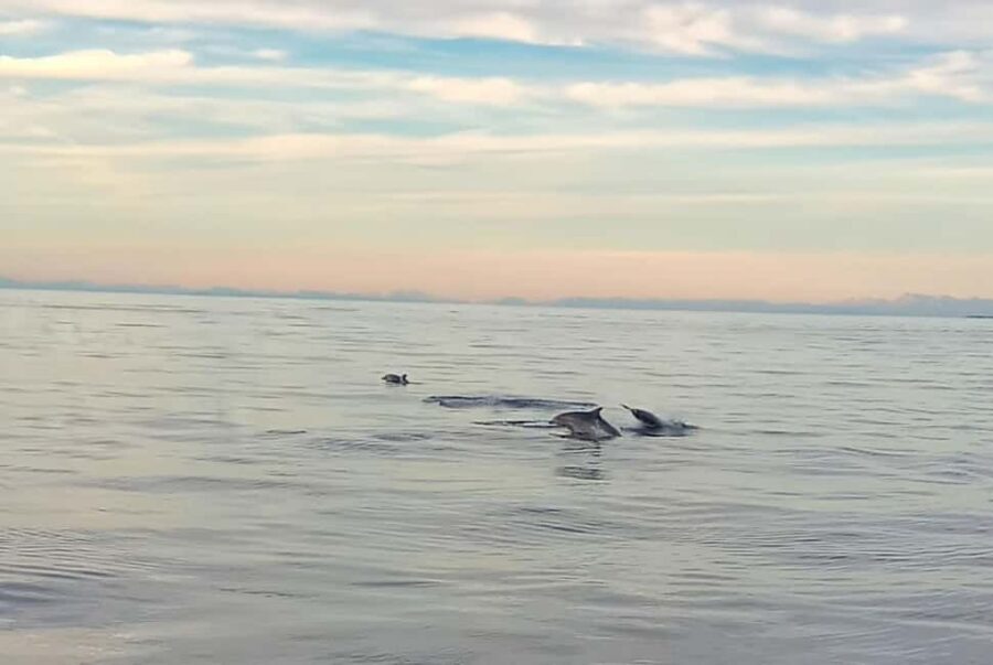 Vrsar: Dolphin Watching Boat Ride - Dolphin Sightings: The Heart of the Experience