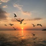 VRSAR: Night Boat Tour to Rovinj with Dolphin Watching - Who Is This Tour Best For?