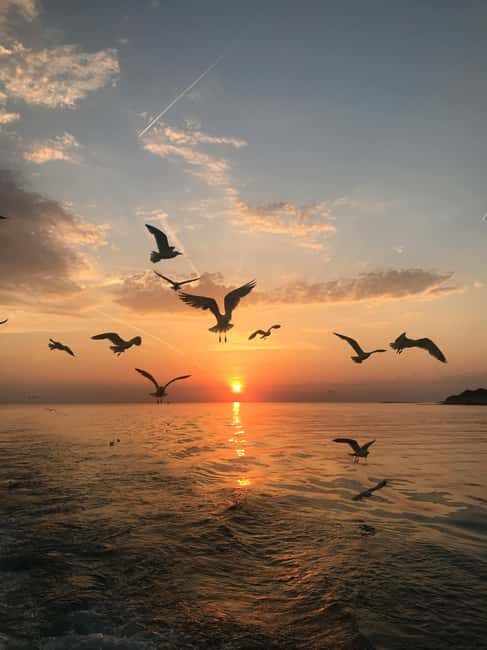 VRSAR: Night Boat Tour to Rovinj with Dolphin Watching - Who Is This Tour Best For?