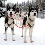 Vuokatti: Husky Sled Ride with Hot Berry Juice & Biscuits - The Experience in Detail