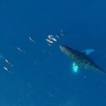 Waikiki Sunset Cruise Catamaran Boat Tour on Oahu - Final Thoughts