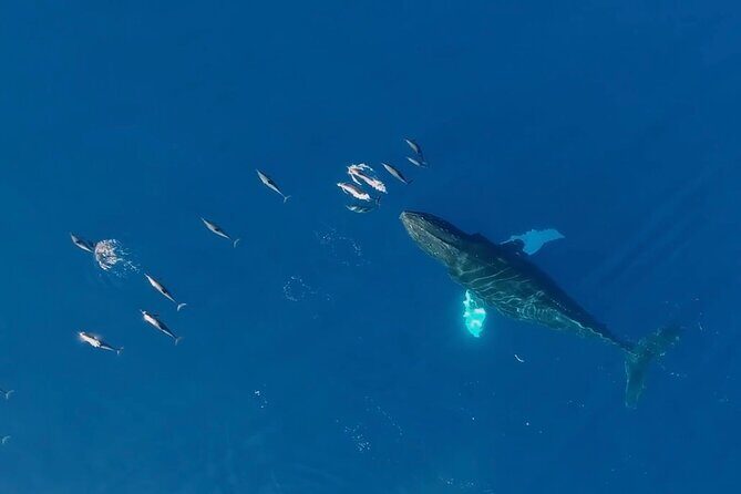 Waikiki Sunset Cruise Catamaran Boat Tour on Oahu - Final Thoughts