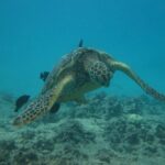 Waikoloa Catamaran Morning Snorkel Inluding Lunch - Who Is This Tour Best For?