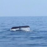 Wake Up With the Whales Cruise from Anaeho'omalu Bay - The Sights and Sounds of Whales