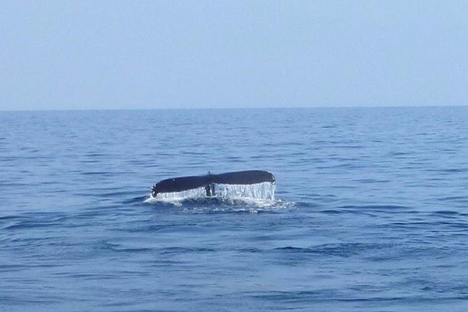 Wake Up With the Whales Cruise from Anaeho'omalu Bay - The Sights and Sounds of Whales