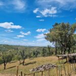 Walk through Hills With a Local Goat Herder and Their Goats - The Value and Practicalities