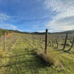 Walk through our vineyard and aperitif - What’s the Value of This Experience?