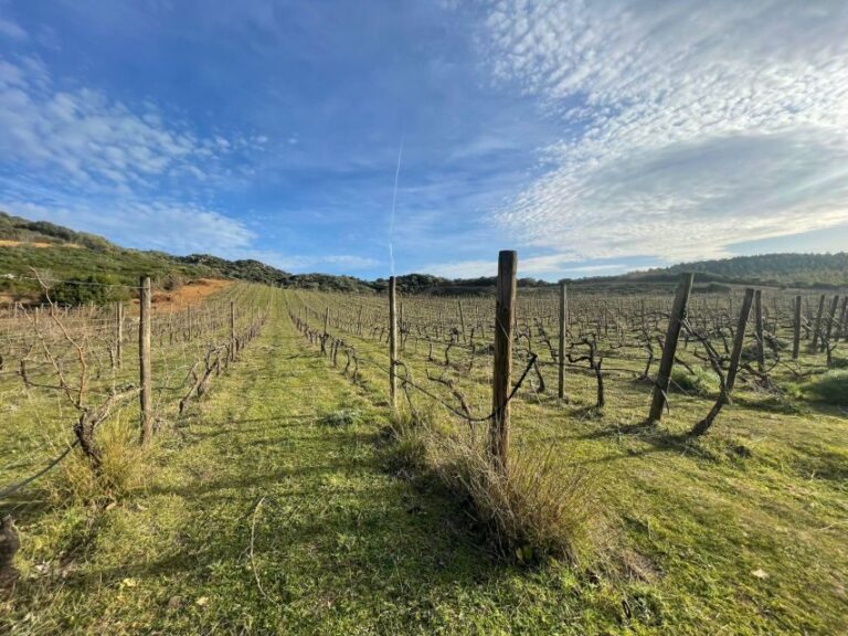 Walk through our vineyard and aperitif - What’s the Value of This Experience?