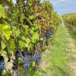 Walk through Spoletos historic center & lunch with Chef Stefano - Practical Details and Tips