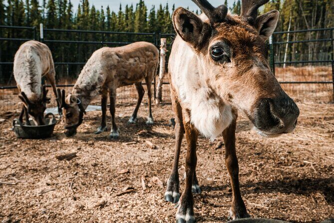 Walking with Reindeer Experience - The Real Deal: What Travelers Say