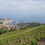 Walks in the heart of the secret vineyards around Collioure, tastings - Diving into the Details of the Vineyard Walk
