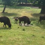 Warsaw: Bialowieza National Park and European Bison Tour - What’s Included and What to Expect