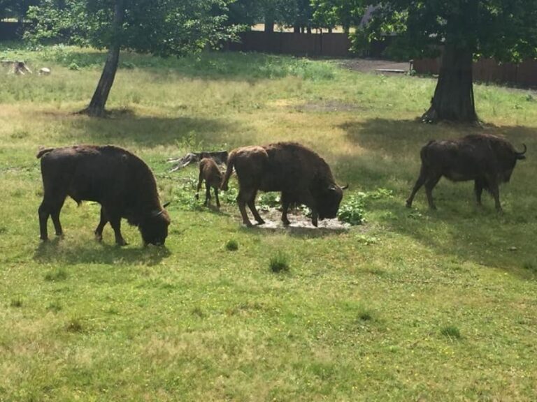 Warsaw: Bialowieza National Park and European Bison Tour - What’s Included and What to Expect