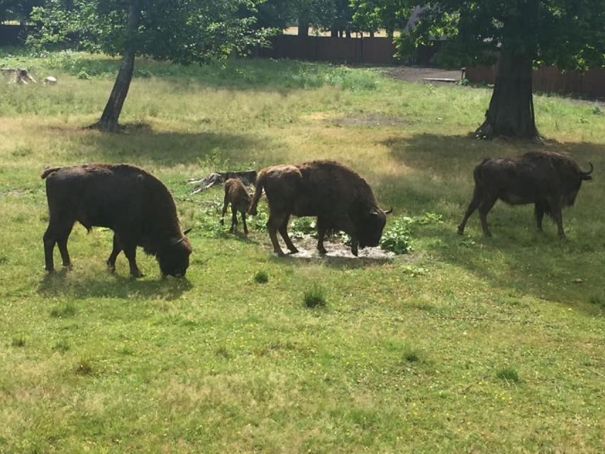 Warsaw: Bialowieza National Park and European Bison Tour - What’s Included and What to Expect