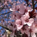 Washington D.C. Cherry Blossom,Baltimore 3-Day Tour from Boston - Transportation, Accommodation, and Overall Logistics
