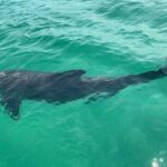 Waverunner Dolphin Tour - Final Thoughts: Is This Tour Right for You?