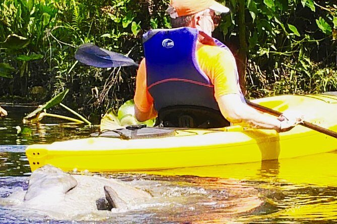 Wekiva River Guided Kayak Tour - What to Expect on the Water