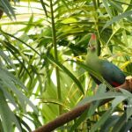 West Berkshire,UK: The Living Rainforest Centre Entry Ticket - Discovering the Living Rainforest: What You Can Expect