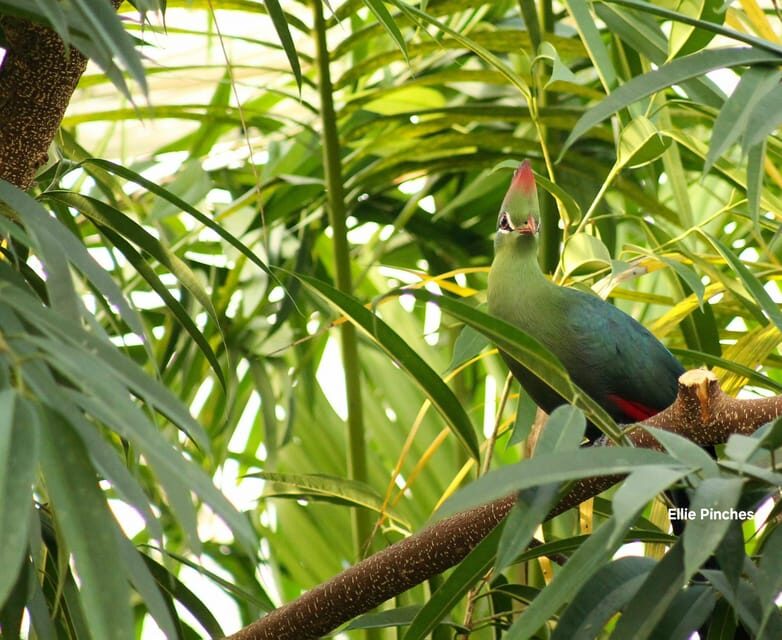 West Berkshire,UK: The Living Rainforest Centre Entry Ticket - Discovering the Living Rainforest: What You Can Expect