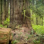 West Coast Wildlife Rainforest Waterfall and Beaches - The Price and Its Value