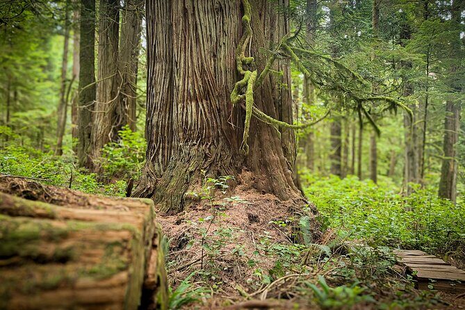 West Coast Wildlife Rainforest Waterfall and Beaches - The Price and Its Value