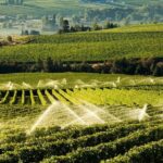 West Kelowna Wine Tour - Classic - 4 Wineries - What’s Included and What It Means for You