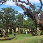 West Madeira:, Laurel Forest, Waterfall, Rock Pools, Walk - Who Will Enjoy This Tour?