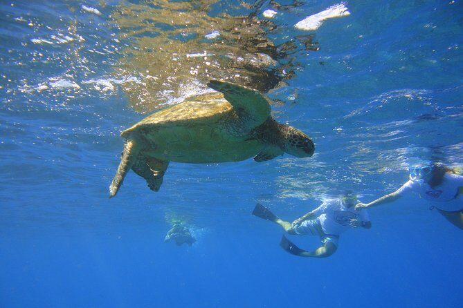 West Maui Snorkeling Experience by Boat from Ka'anapali - Value and Pricing
