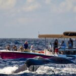West Maui Sunset Whale Watch - The Authentic Experience: Why Travelers Love It