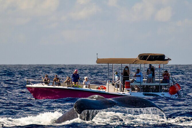 West Maui Sunset Whale Watch - The Authentic Experience: Why Travelers Love It