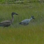 Wetlands Safari Eco-Cruise in Cape May (Birding By Boat) - Who Will Love This Tour?