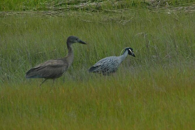 Wetlands Safari Eco-Cruise in Cape May (Birding By Boat) - Who Will Love This Tour?