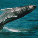 Whale and Dolphin Watching Cruise from Cape May - The Sum Up: Who Should Consider This Tour?