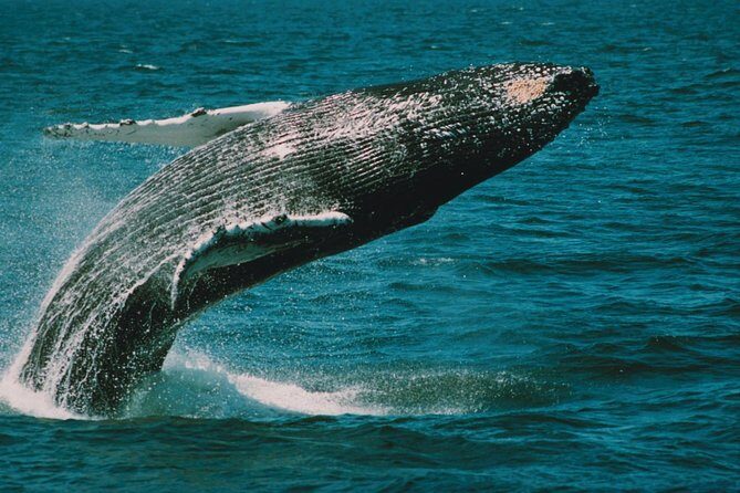 Whale and Dolphin Watching Cruise from Cape May - The Sum Up: Who Should Consider This Tour?