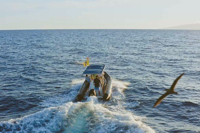 Whale and Dolphin Watching EcoAdventure in Tenerife - The Human and Environmental Impact