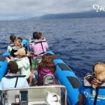Whale and dolphin watching in Pico Island - The Bottom Line