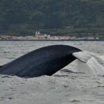 Whale and Dolphin Watching in Pico Island - Half Day - Practical Details and Tips
