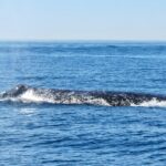 Whale and Dolphin Watching in San Diego - Who Is This Tour Perfect For?