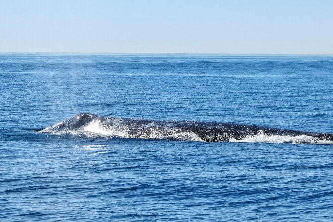 Whale and Dolphin Watching in San Diego - Who Is This Tour Perfect For?