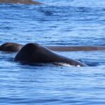 Whale and Dolphin Watching in Terceira Island - What’s Included and What’s Not