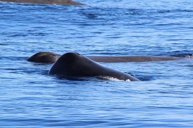 Whale and Dolphin Watching in Terceira Island - What’s Included and What’s Not