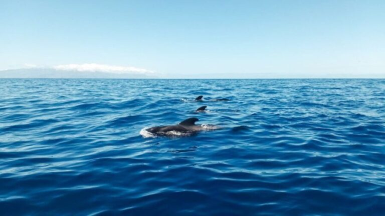 Whale and Dolphin Watching Sailing Tour  Los Gigantes (3H) - The Value and Pricing