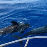 Whale and dolphin watching tour Los Gigantes and Masca in small groups - Who Is This Tour Best For?