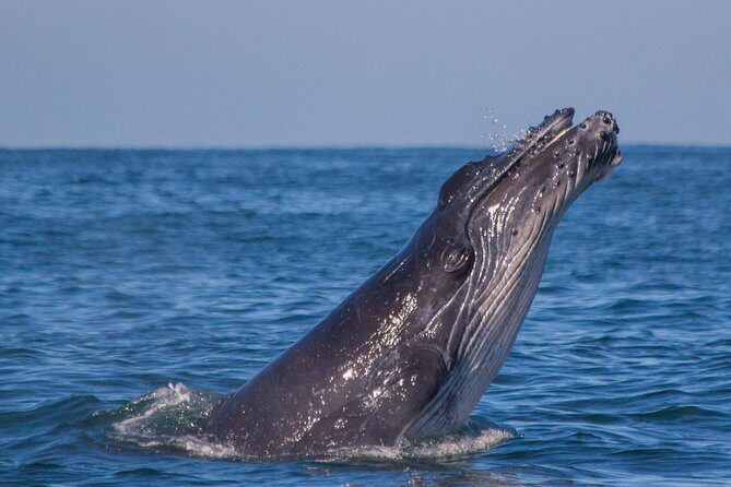 Whale Encounter Puerto Vallarta - The Genuine Highlights