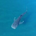 Whale Shark Adventure with a Marine Biologist - The Sum Up